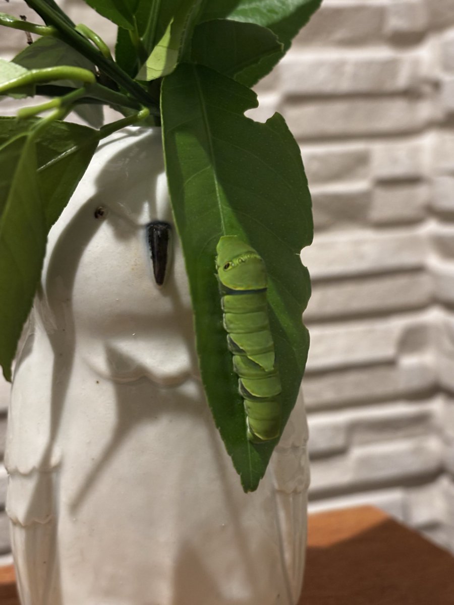 MollyGuttural's tweet photo. 庭にレモンの木を植えているのだが、葉が元気になると毎度毎度アゲハ蝶の幼虫の餌場になっては見るも無惨。幼虫も育った頃にはいつの間にやら鳥にやられているようで、ええいままよ！とレモンの木をアゲハ蝶飼育用にと割り切り、生育の良い幼虫の乗りし枝を切り、花瓶に入れて玄関先で飼育。あないとし https://t.co/px6VXXOuxb