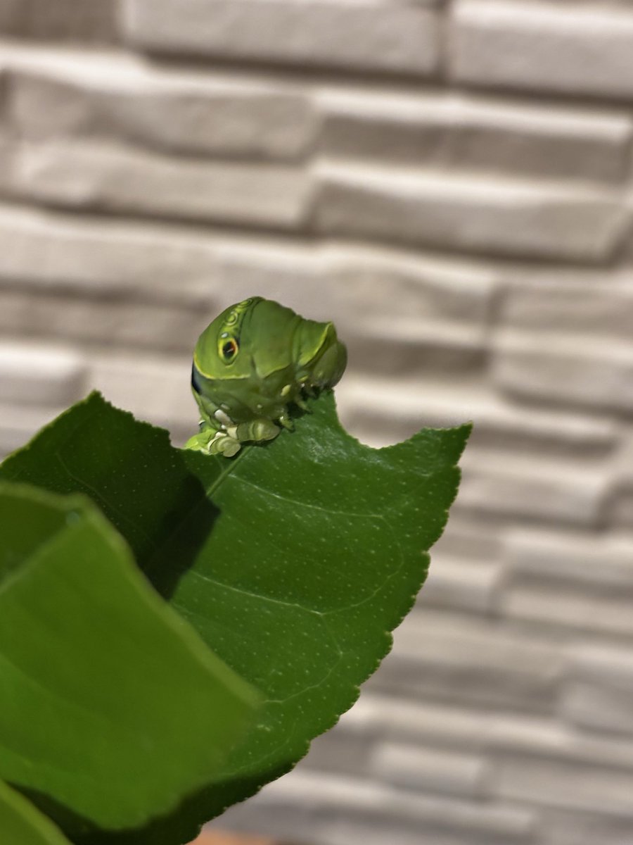 MollyGuttural's tweet photo. 庭にレモンの木を植えているのだが、葉が元気になると毎度毎度アゲハ蝶の幼虫の餌場になっては見るも無惨。幼虫も育った頃にはいつの間にやら鳥にやられているようで、ええいままよ！とレモンの木をアゲハ蝶飼育用にと割り切り、生育の良い幼虫の乗りし枝を切り、花瓶に入れて玄関先で飼育。あないとし https://t.co/px6VXXOuxb