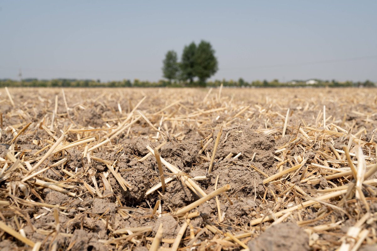 ReeseHawkiajma's tweet photo. [El campo se ve afectado por la sequía, con cultivos marchitos y cosechas perdidas, dejando a los agricultores sin sustento.] https://t.co/LRp77UrpQT