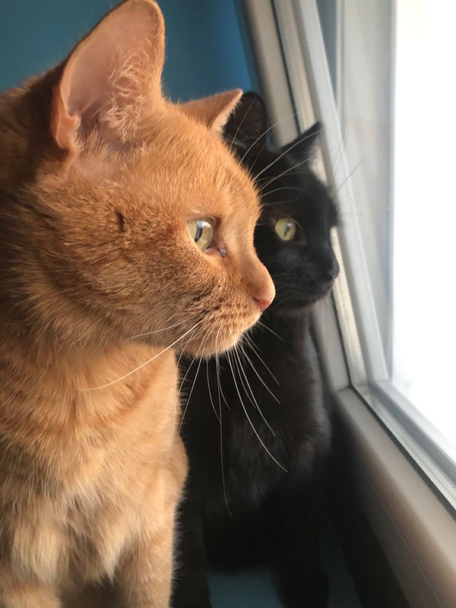 fioreeear's tweet photo. 🐈🐈‍⬛❤️ https://t.co/c5qHKF8Xtz