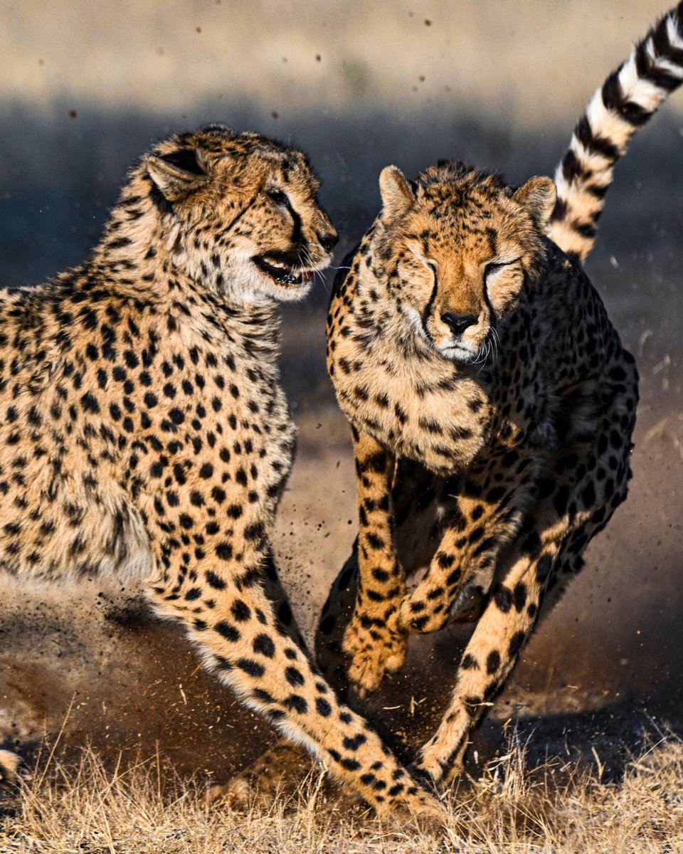 CCFCheetahUK's tweet photo. 📸 Our October #PhotographerTakeover has begun!

Meet Leo Kim, a former CCF Namibia intern who turned his passion for wildlife into a career in photography.
Check more amazing photos: https://t.co/MD5Pmp9FaQ https://t.co/CCUeSHJ4uR