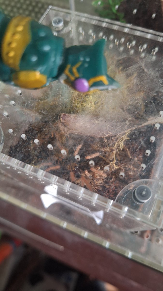 G0rb0Tarantula's tweet photo. (TARANTULA WARNING!!!!) 

Leangle looking at his relatives

1st tarantula: Brachypelma hamorii
2nd tarantula: Tliltocatl albopilosus
3rd tarantula: Chromatopelma cyaneopubescens https://t.co/fQlrPFTG8b