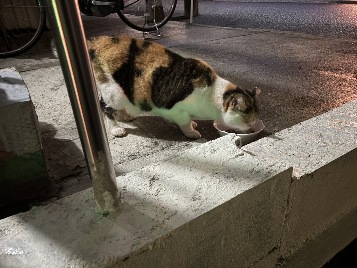 2XXX_wowow's tweet photo. お昼の写真は撮り忘れてました📷

夜のごはんやどどどどど🐟 https://t.co/OAwnP9R7ow