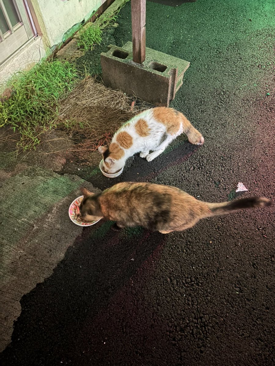 2XXX_wowow's tweet photo. お昼の写真は撮り忘れてました📷

夜のごはんやどどどどど🐟 https://t.co/OAwnP9R7ow