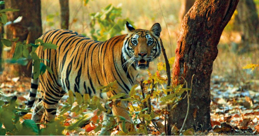 isabeldelmoral0's tweet photo. WILD INDIA: 14 days from £2, 966pp. Track tigers, leopards and sloth bears on 9 safari drives, explore UNESCO sites, stargaze and travel by rail. Selected departures to November 2026. Contact me with “WILD INDIA” for availability. https://t.co/eBZJg1nEDc