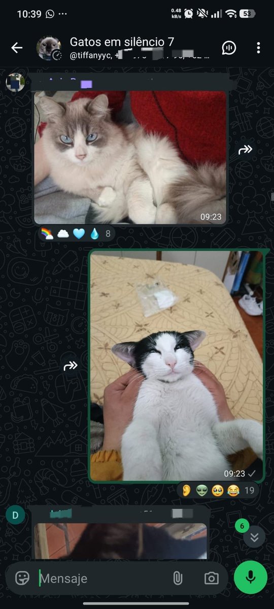 luuxdz's tweet photo. por dios el grupo ese de wsp donde pasamos fotos de los gatos es lo mejor q me paso en lo q va de la semana soy feliz https://t.co/khXEAkU6gi