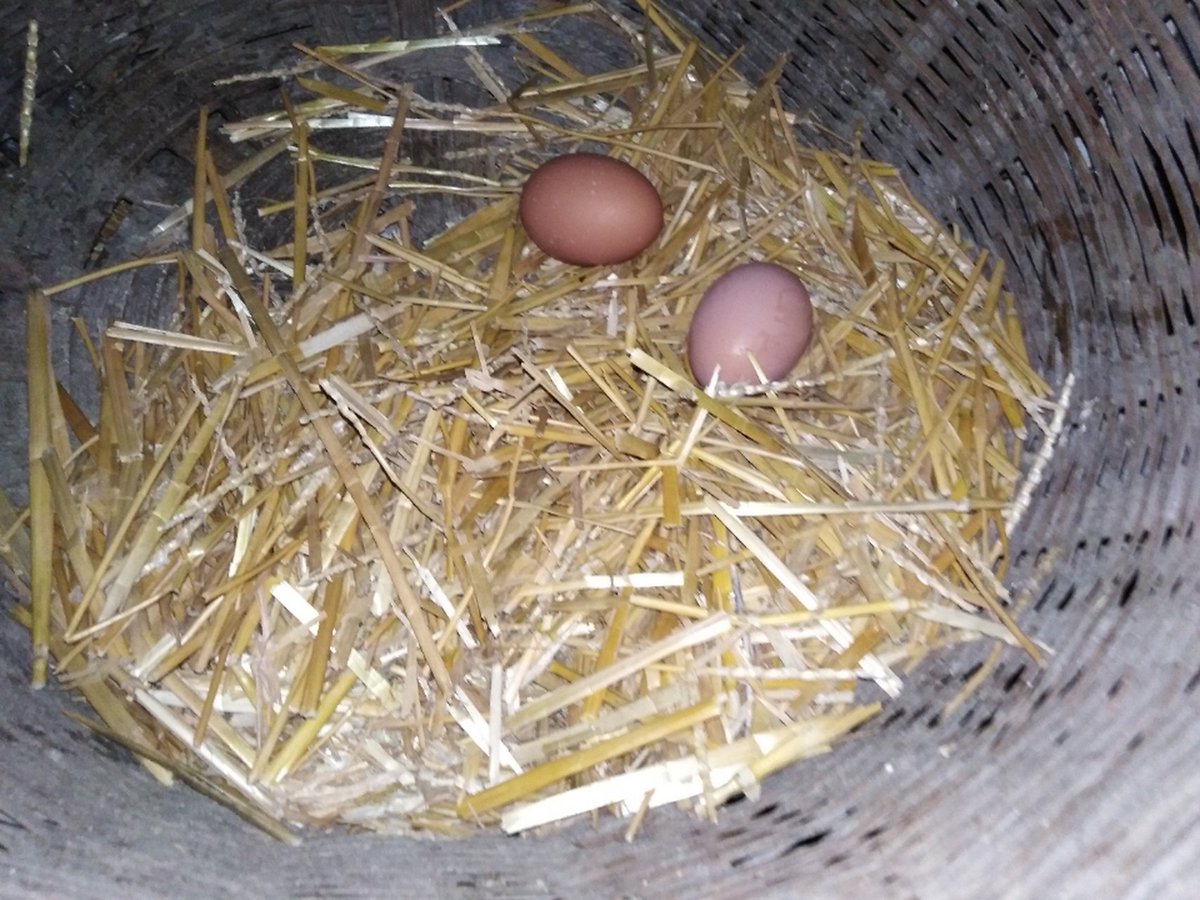 Morsli93476003's tweet photo. The egg is waiting in the curtain, quietly. https://t.co/xY1R5nRL1q