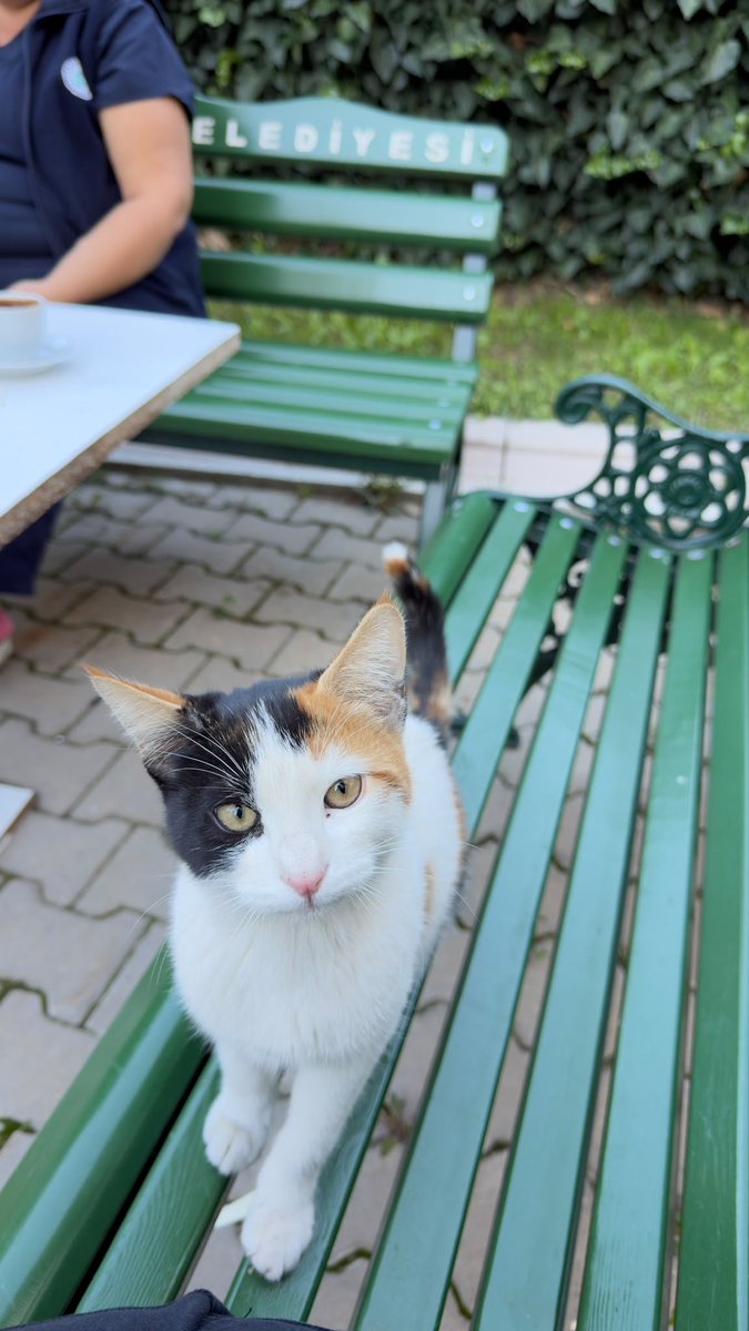 minkominkom's tweet photo. Eskişehir bu üç harika çocuk çok acil yuva arıyor. Bir yurda sığınmışlar yurt yönetimi barınağa gönderebilir diye endişeleniyor ilgilenenler. Hepsi odalara girmeye çalışıyormuş ev kedisi olabilirler bırakılmış ya da kaybolmuş olabilirler çok rahat uyumlanırlar size. Evine şöyle çok güzel kediler isteyen olursa aşağıdaki telefon numarasına yazabilir durum epey acil. Yaygınlaştırma ricası ile...

İletişim:
0546 276 16 40