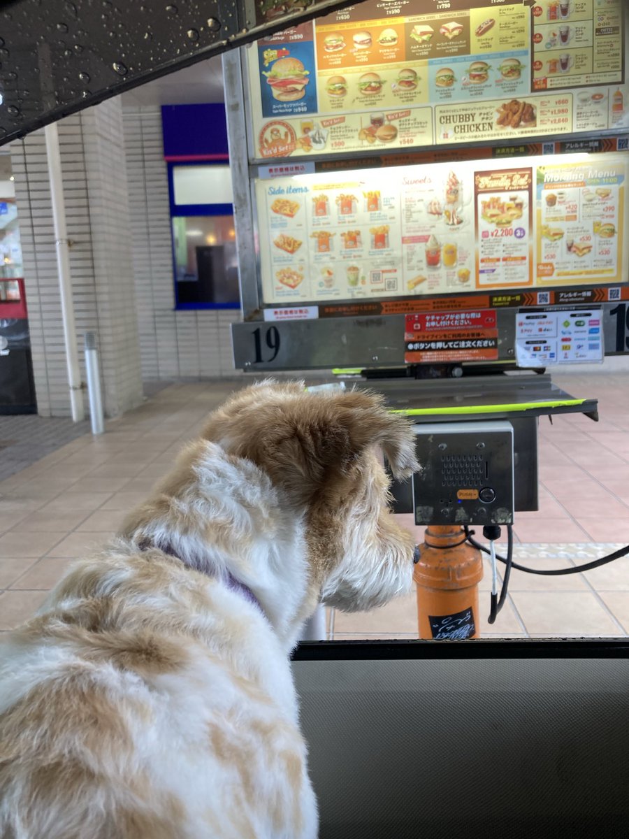 ponple_57's tweet photo. #犬 #いぬ #イヌ #わんこ #ワンコ
#犬のいる幸せ #犬のいる生活
#犬のいる暮らし
#犬好きさんと繋がりたい #ポム

「はむちーずさんどを
　ひとつ  ください」　　byポム

.

久しぶりにファストフード A&amp;Wへ

なんかレンタカーで
すっっごい混んでた…💧

今、学校とか会社、何かの休み😅？

#沖縄 https://t.co/YeLrcrDkS3