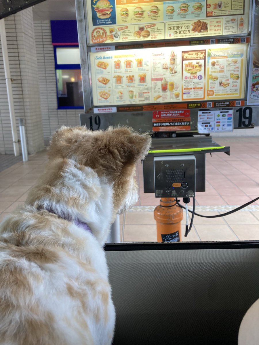 ponple_57's tweet photo. #犬 #いぬ #イヌ #わんこ #ワンコ
#犬のいる幸せ #犬のいる生活
#犬のいる暮らし
#犬好きさんと繋がりたい #ポム

「はむちーずさんどを
　ひとつ  ください」　　byポム

.

久しぶりにファストフード A&amp;Wへ

なんかレンタカーで
すっっごい混んでた…💧

今、学校とか会社、何かの休み😅？

#沖縄 https://t.co/YeLrcrDkS3