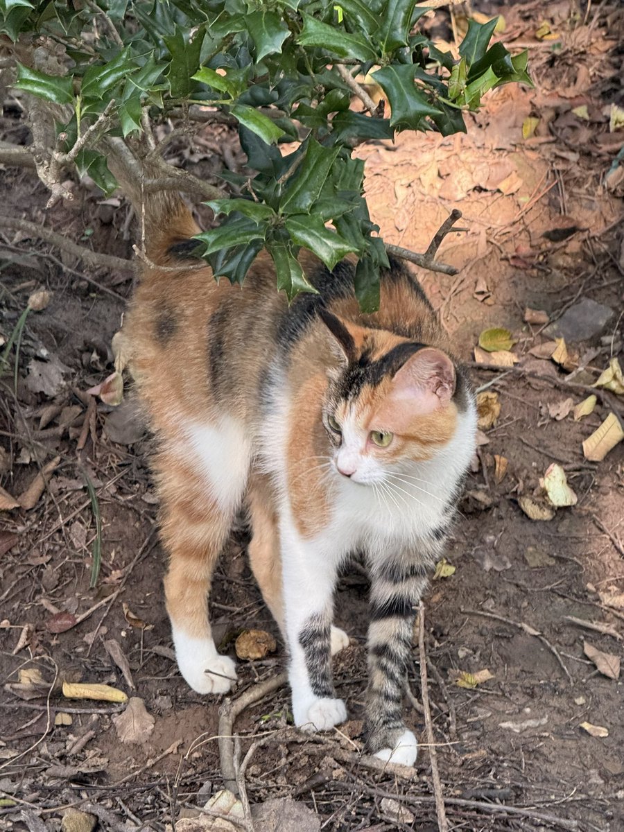 coyji10's tweet photo. 🐱 https://t.co/O2d1YejRpa