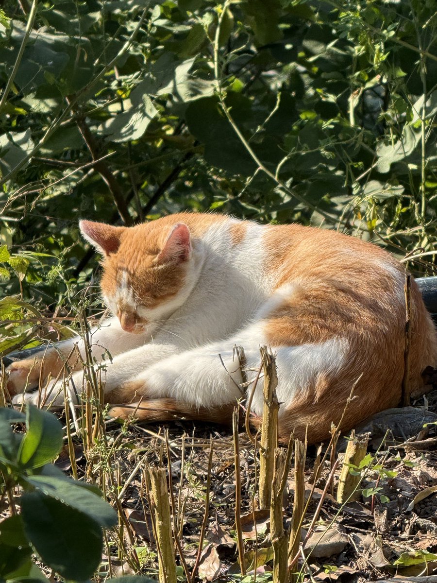 coyji10's tweet photo. 🐱 https://t.co/O2d1YejRpa