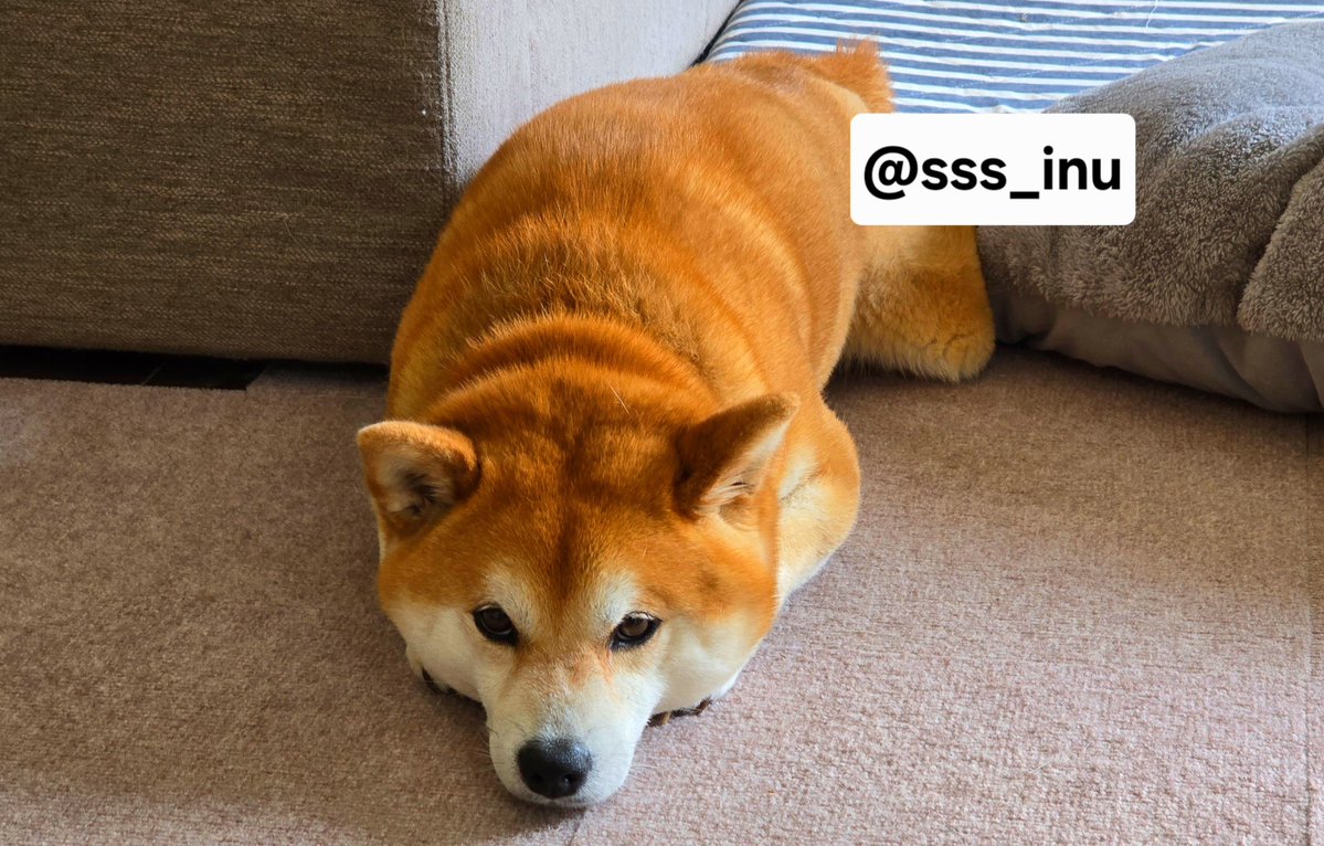 sss_inu's tweet photo. おやすみ～～🌃✨ https://t.co/LmXEbn302R