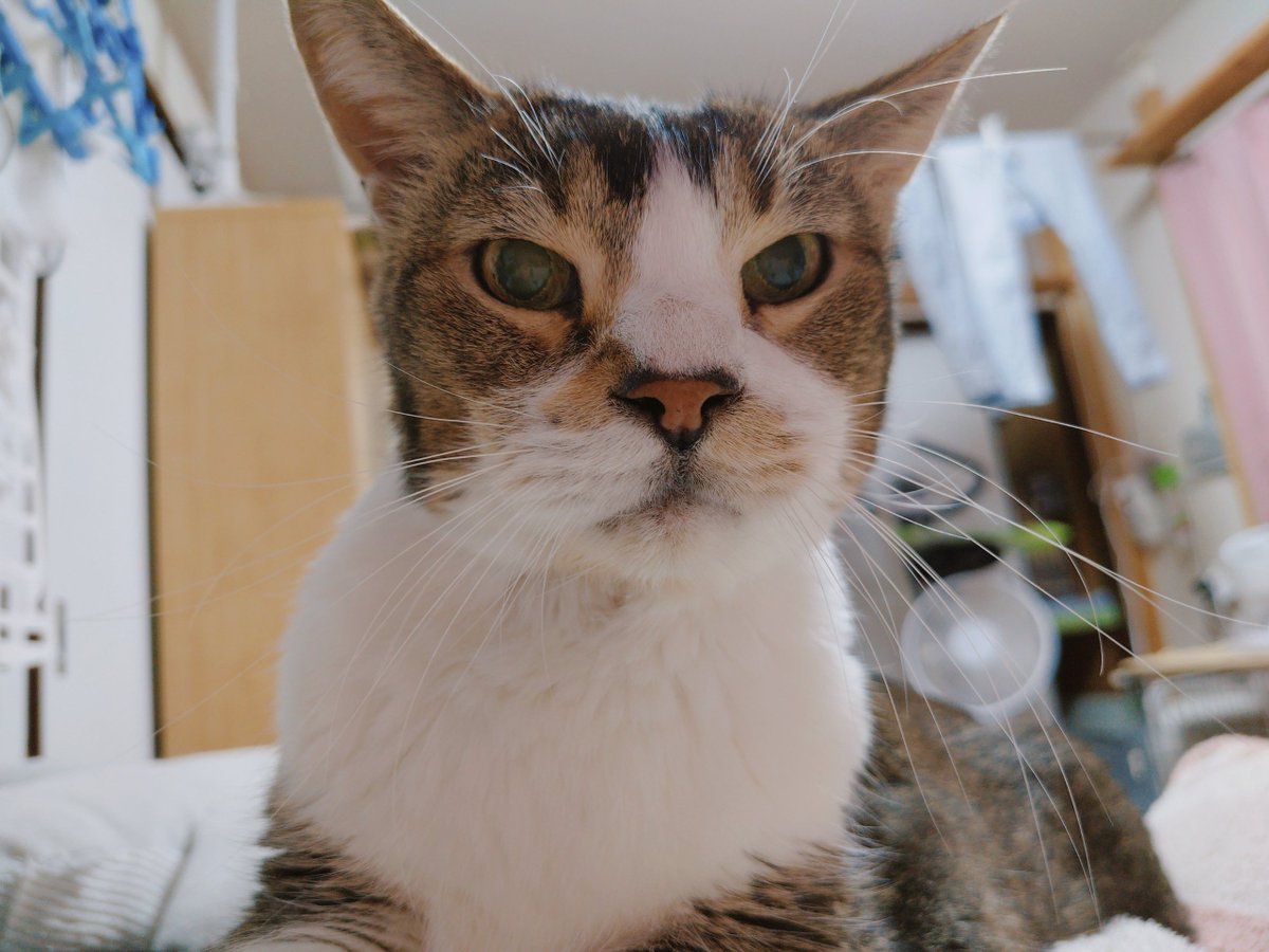 hanakin_banzai's tweet photo. 具合悪いので布団でダラダラしてたらマイエンジェル(猫)が腹をモミモミしにきたんですよ(自慢)
すっかりおじいちゃんだねぇかわいいねぇ
生活感のありすぎる背景写ってるけどボケてるからええやろ⋯ https://t.co/3m1VXJhmyP