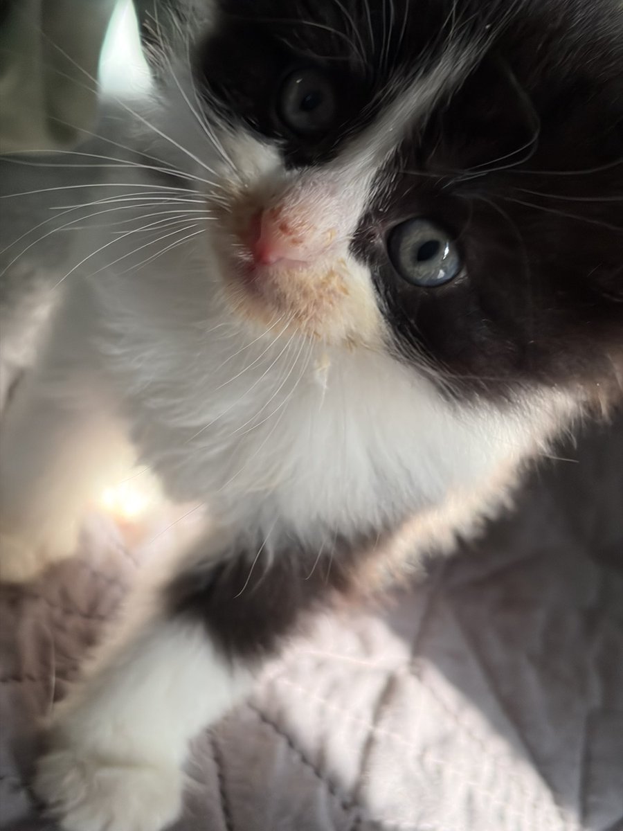 ladysunflowrr's tweet photo. 💛🐱 https://t.co/6Y8D2sKOzl