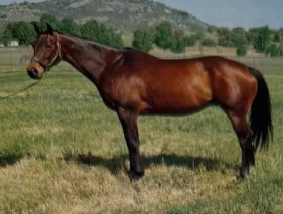 HORSERACING1002's tweet photo. BEST PAL🇺🇸1988
(HABITONY - UBETSHEDID BY KING PELLINORE) #BestPal
B/ John C. Mabee (Cal) Feb 12, 1988
O/ Golden Chance Farm
47-18-11-4----5,668,245 dls
Pacific Classic G1, Santa Anita H G1, Hollywood Futurity G1, Hollywood Gold Cup G1, Oaklawn H G1, Charles H. Strub H G1,  Del Mar Futurity G2, San Antonio H G2,
San Fernando H G2, California Cup Classic H, Native Diver H G3, Balboa S G3, Skywalker S, Answer Do S, I'm Smokin S, Norfolk S G1, Swaps S G1.
2nd Pacific Classic S G1, Santa Anita H G1, Kentucky Derby G1, Santa Anita Derby G1, Hollywood Turf H G1, California Cup Classic S (2), Silver Screen H G3, Citation H G2, San Pasquale  H G2, Landbroke Futurity
3rd Pacific Classic S G1, Oaklawn H G1, Kentucky Cup Classic S, San Rafael S G2,.
NTR Del Mar 1 1/4 m 1,59,86
Dead Nov 24, 1998