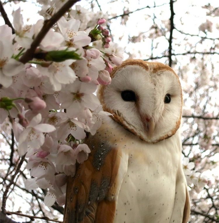 crowsmustkill's tweet photo. #Norton as owl with flowers https://t.co/smFCEaKzRp