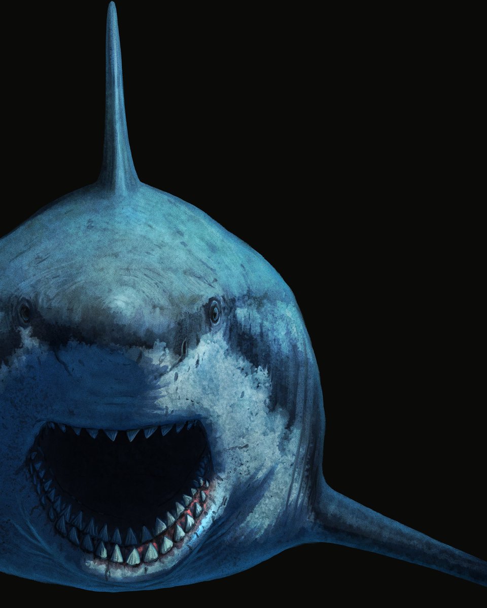 SerpenIllus's tweet photo. If you are interested in Megalodon and all other prehistoric sharks (and let’s face it, who isn’t?) there is a new book coming Feb 9th that you have to get! I was lucky enough to be commissioned to illustrate this amazing book wonderfully written by Dr. Jack Cooper! https://t.co/GD0oDQlQc6