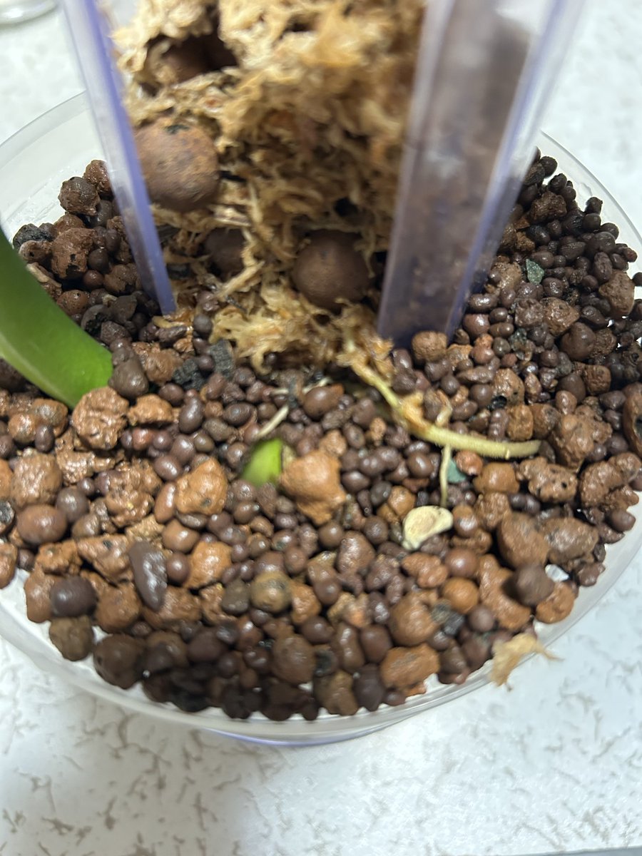 HanryuMore's tweet photo. 夜のお世話🪴メネデール➕リキダス➕ハイポネックス＆成長チェック🌱室温23℃まだ元気に成長できる時期ですよね？水差しポトスからは根が出る気配がないし、モンステラ＆タイコンにも変化無し💔モンステラの根本から顔を出しているのは何？
？？？ばかりです💦
#観葉植物
#ポトス
#モンステラ
#パキラ https://t.co/08hJYuUBa4
