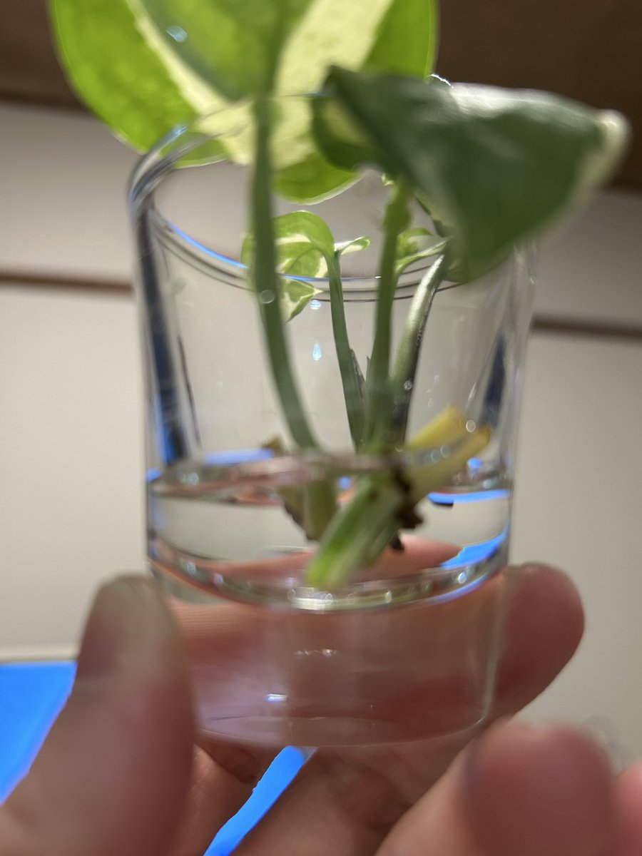 HanryuMore's tweet photo. 夜のお世話🪴メネデール➕リキダス➕ハイポネックス＆成長チェック🌱室温23℃まだ元気に成長できる時期ですよね？水差しポトスからは根が出る気配がないし、モンステラ＆タイコンにも変化無し💔モンステラの根本から顔を出しているのは何？
？？？ばかりです💦
#観葉植物
#ポトス
#モンステラ
#パキラ https://t.co/08hJYuUBa4