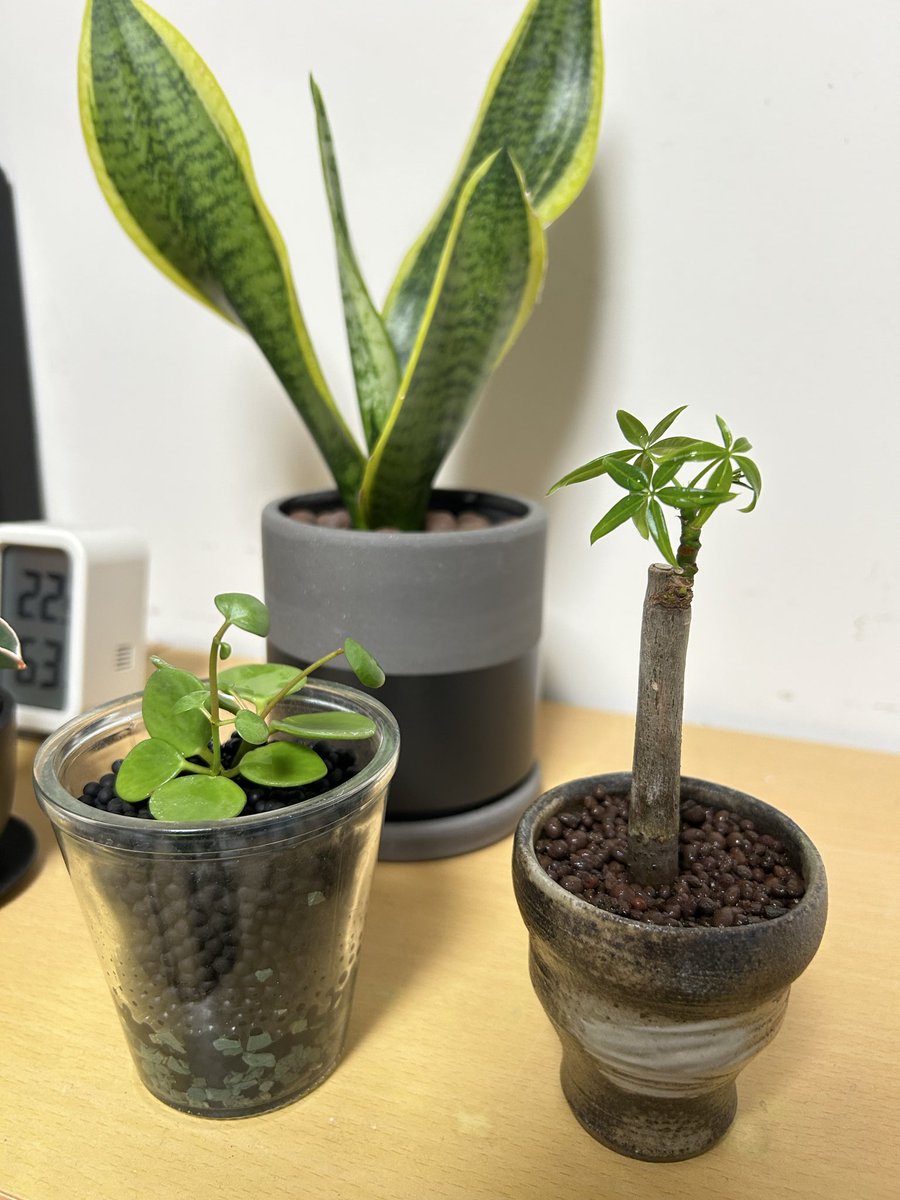 HanryuMore's tweet photo. 夜のお世話🪴メネデール➕リキダス➕ハイポネックス＆成長チェック🌱室温23℃まだ元気に成長できる時期ですよね？水差しポトスからは根が出る気配がないし、モンステラ＆タイコンにも変化無し💔モンステラの根本から顔を出しているのは何？
？？？ばかりです💦
#観葉植物
#ポトス
#モンステラ
#パキラ https://t.co/08hJYuUBa4