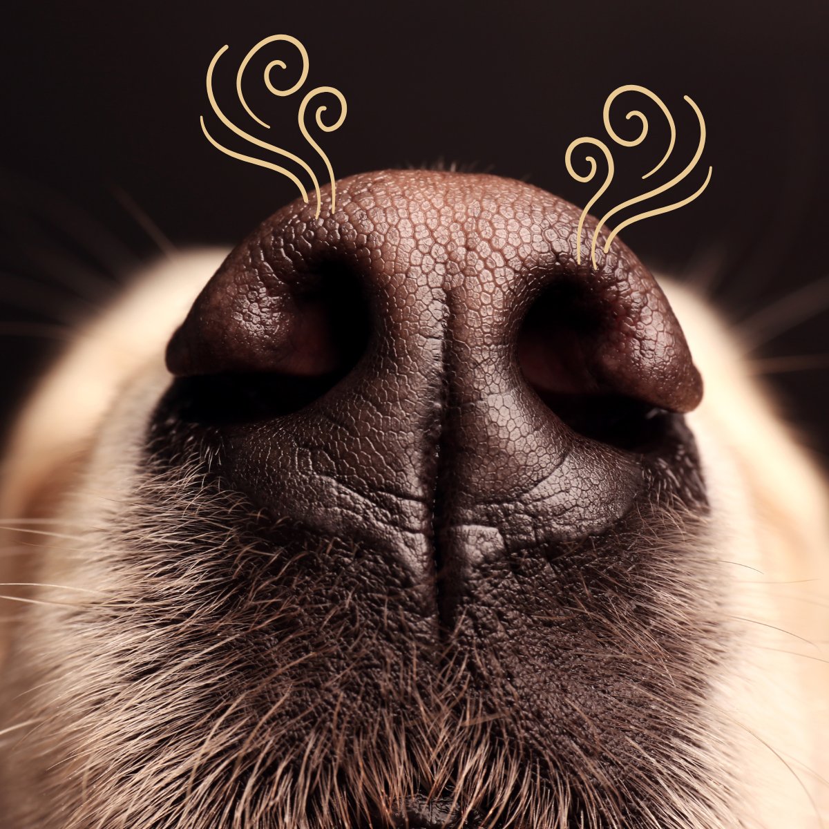 EvolutionVU's tweet photo. Ever wonder why our furry buddies are such sniffing champs? Well, it turns out dogs have a nose that's just on another level! While humans have ~5–6 million olfactory receptors, your pup is rocking between 220 and 300 million! Can you even imagine? 🤯🐕 #Evolution https://t.co/W0Yson4Pyr