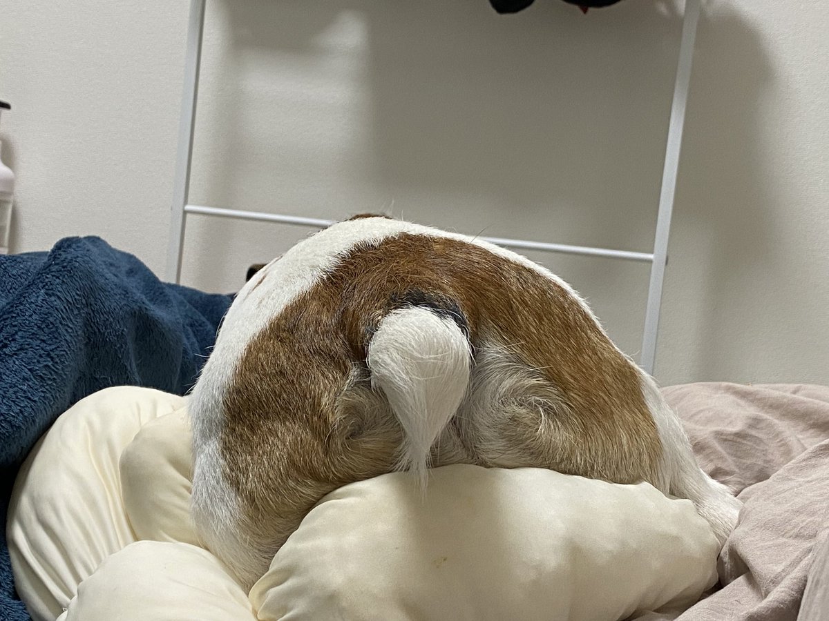 u9jef's tweet photo. ぷりけつ月見就寝😪🌙 https://t.co/R5Fox2S7Qk