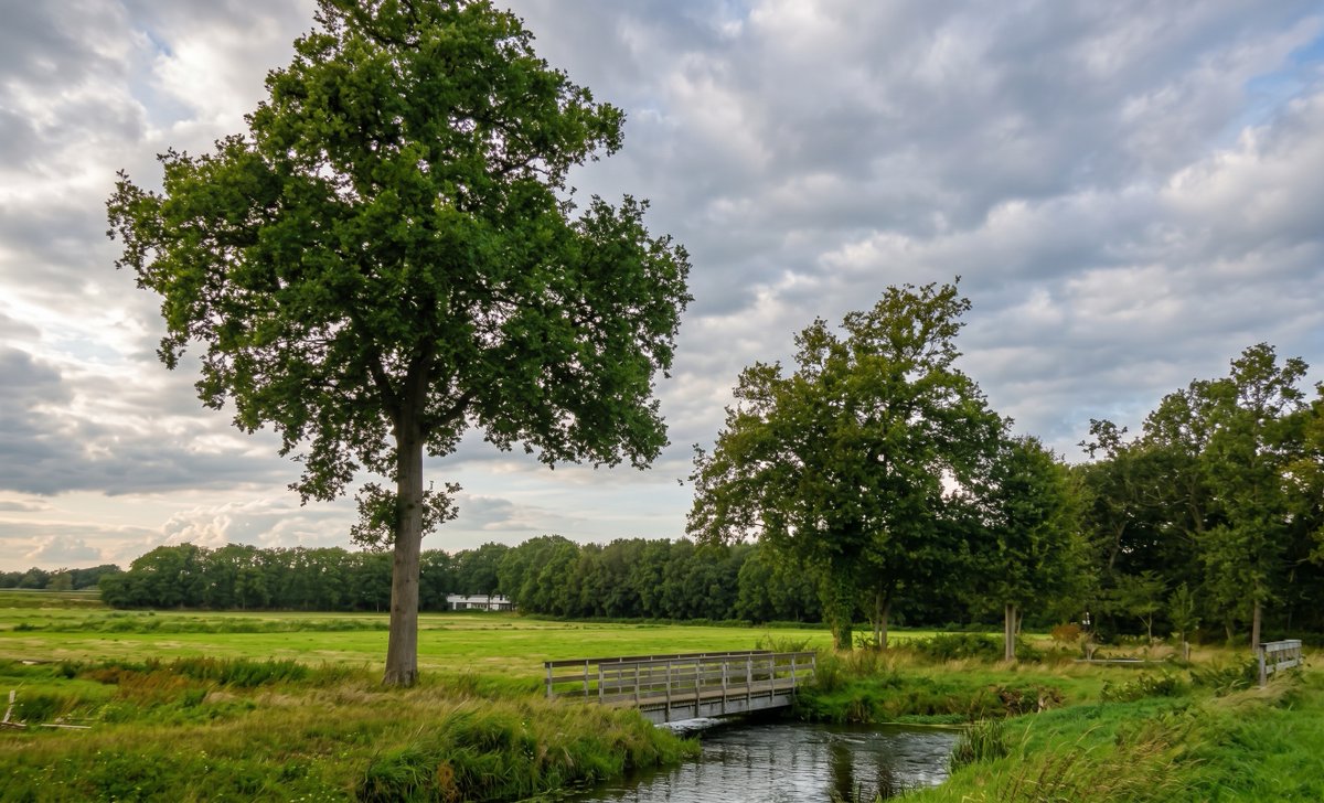 wimbeerden's tweet photo. Landschap van de dag
5 oktober 2026
Het stroomgebied van het Eester Diepje nabij Borger in Drente.
Foto's door mij genomen op 30 september 2021. https://t.co/5bugTmS1HD