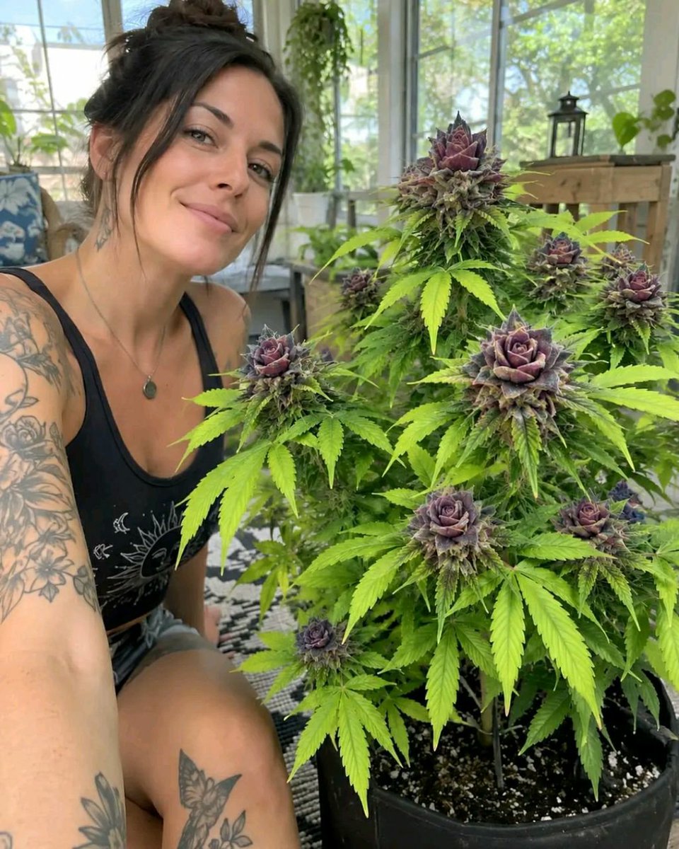 ewi_ike29765's tweet photo. Nature really does come up with the wildest designs 🌿💜 These compact purple, rose-like blooms against those bright lime leaves look almost too unusual to be real. Add some warm sunroom light and a casual phone-camera moment, and the whole scene feels like a little indoor https://t.co/MGHOQAuTYk