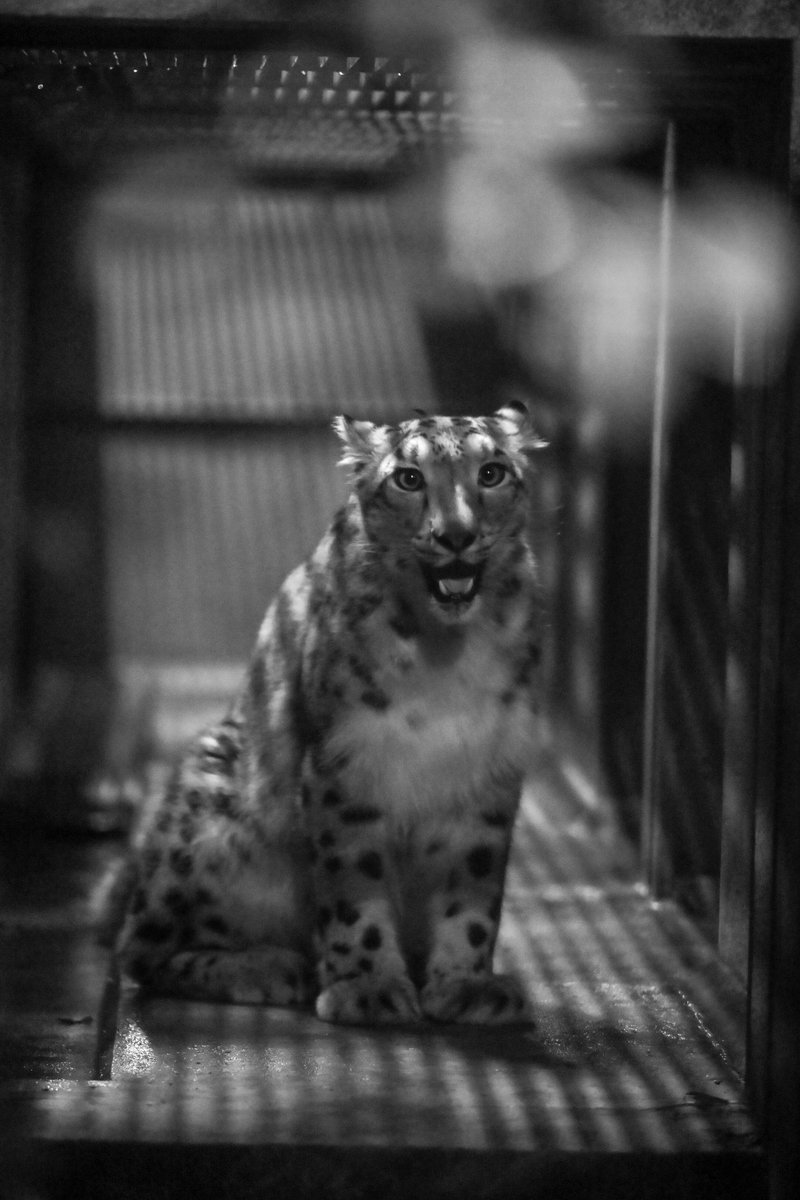 Canon_0331's tweet photo. ニャ！

#いしかわ動物園
#ユキヒョウ
#ヒメル https://t.co/FtbWH8LNKN