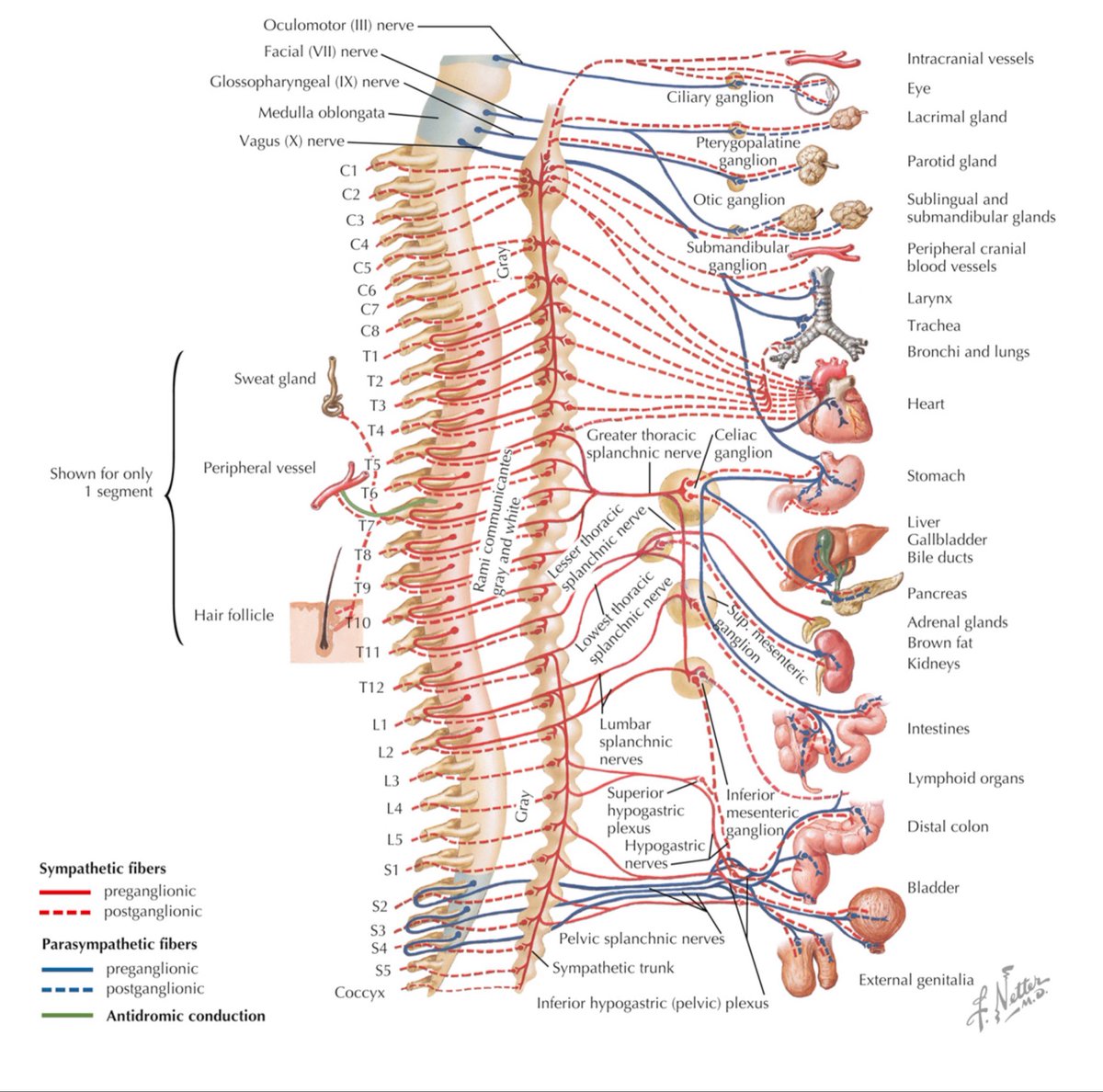 OGdukeneurosurg's tweet photo. Autonomic nervous system https://t.co/I7TWB81auT