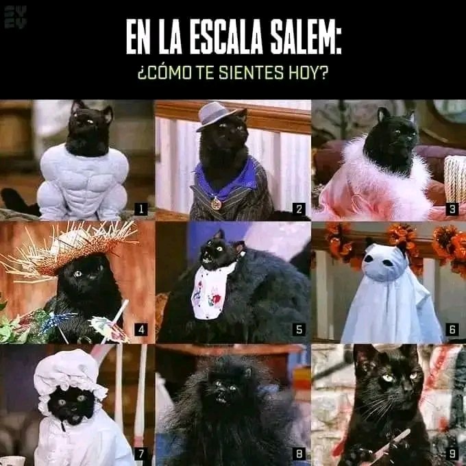 Tiofelino's tweet photo. ¿Cómo te sientes hoy? 🐱🐾 https://t.co/REG8Hi1KNi