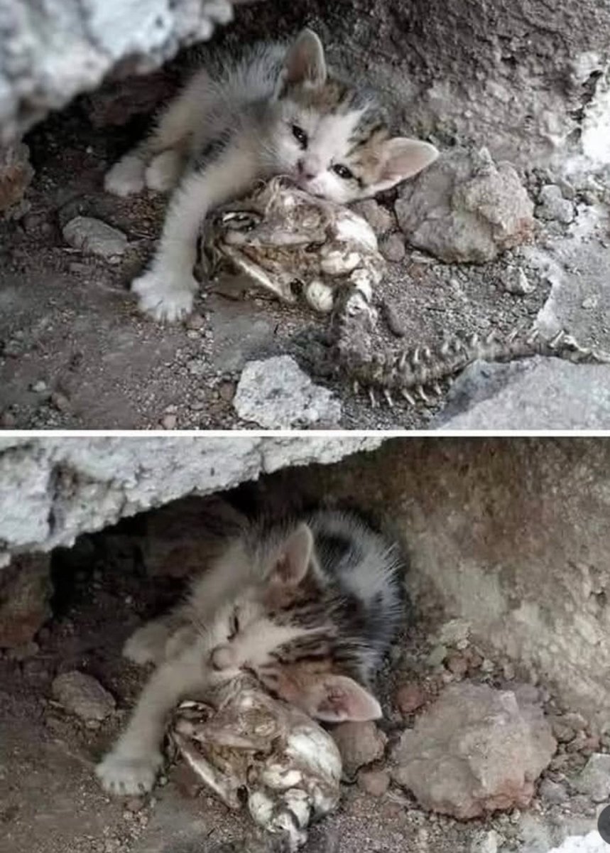Creates_Cindy's tweet photo. Bu bir uyku değil.
Bir yavru kedi, zehirlenerek ölmüş annesinin kemiklerine sarılmış.😢 https://t.co/0DtnjYmhxt