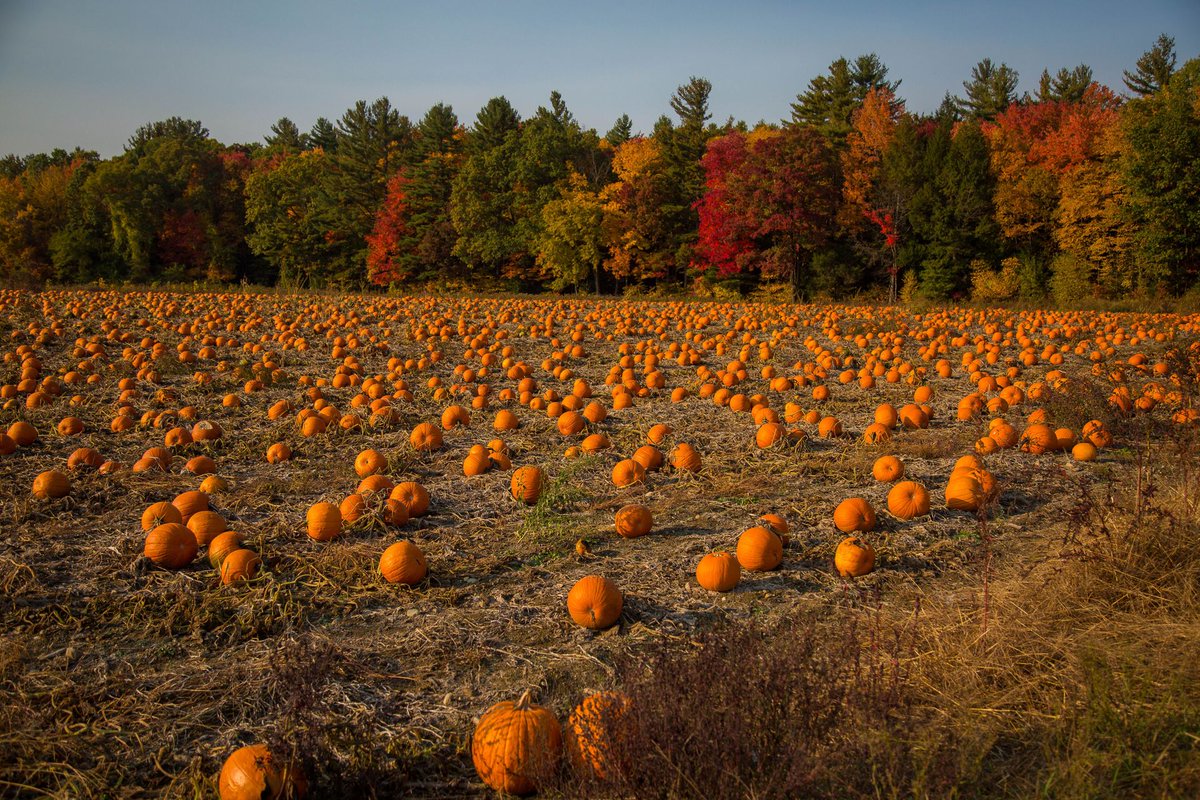 LisaSteeleRE's tweet photo. Here are a few pumpkin patches near Lake Arrowhead to explore!

Jasper, GA: Yahoo Farm
👉https://t.co/JfCjvkCoRA

Cartersville, GA: Pettit Creek Farms
👉https://t.co/2c1MAeXdNC

Get out and support some local farms!

#pumpkinpatch #fall #fallactivities #supportlocal #localfarms https://t.co/pwcmoWaqKX