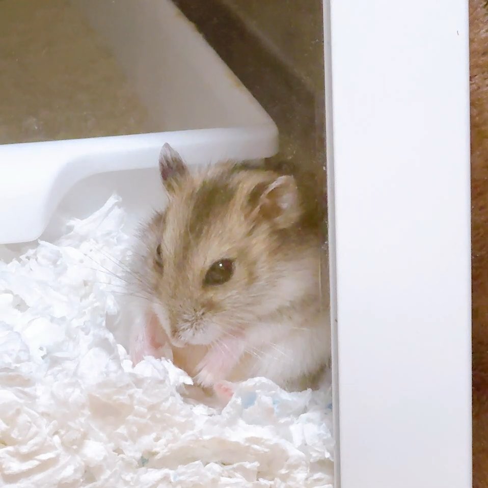 A close-up photo of a small hamster with orange and white fur sitting on white paper bedding inside an enclosure.