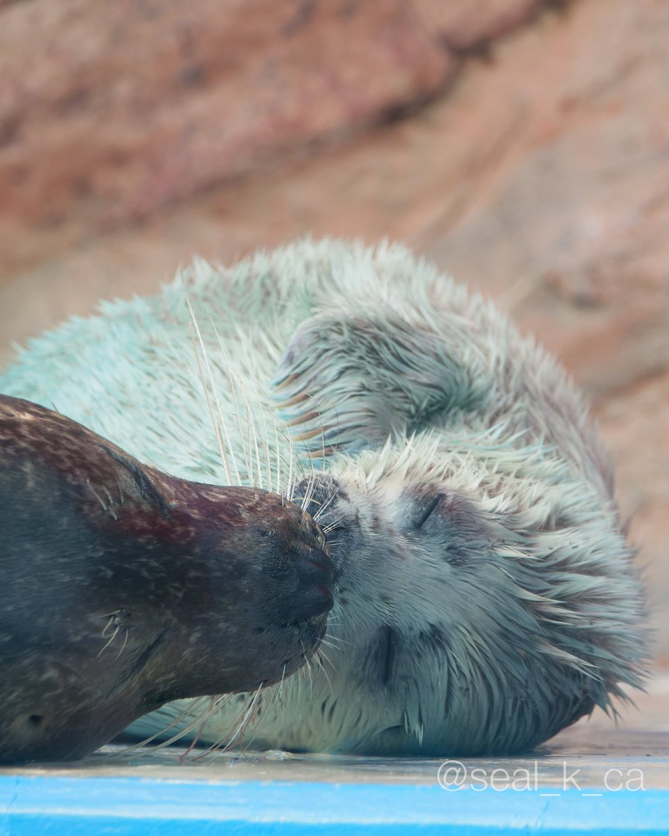 seal_k_ca's tweet photo. 💤 💤
#伊勢シーパラダイス #ゴマフアザラシ
(📷 2026.04.20) https://t.co/GWeERLNjEF