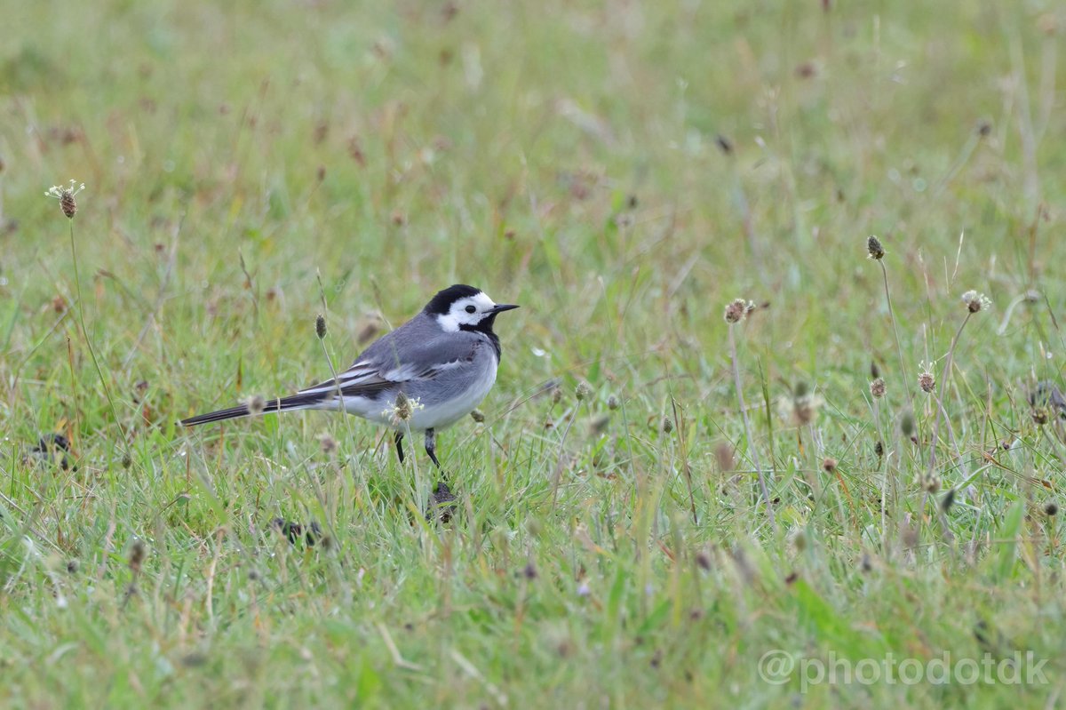 madson2010's tweet photo. Hvid Vipstjert, også kendt som White Wagtail. https://t.co/Ita4tDWUDT