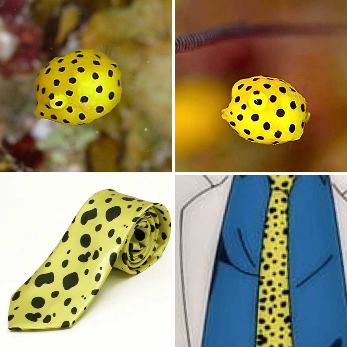 Nanamis_love's tweet photo. Found a fish that looks just like Nanami’s tie, yellow boxfish.❤️ https://t.co/8l80TvIjNI
