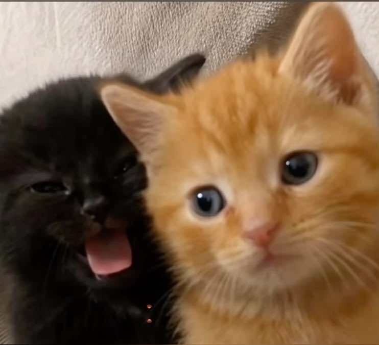 kitty2i4's tweet photo. 쿠우쿠우즈  🐈‍⬛♥︎🐈♥︎ https://t.co/M3CLzIUgrZ