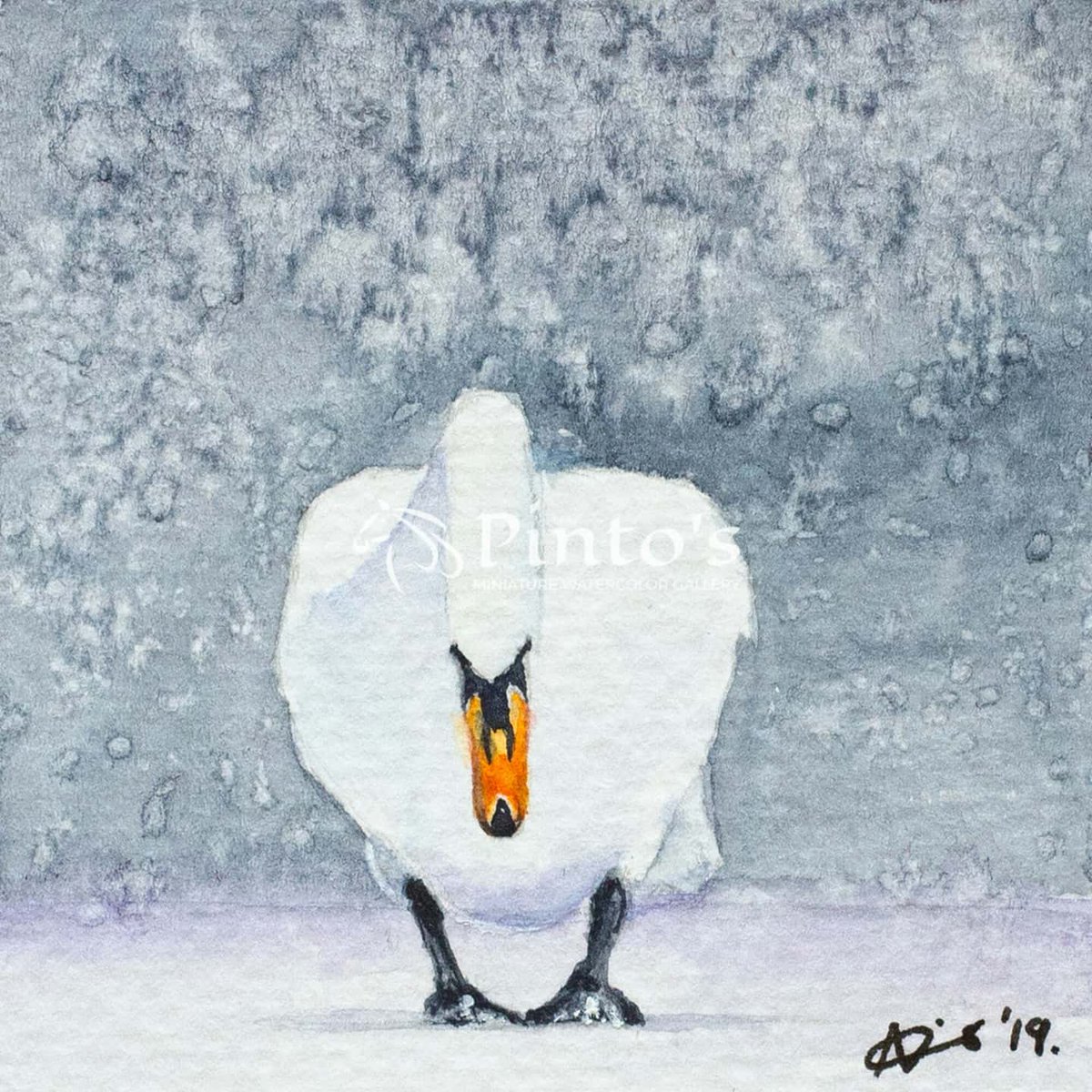 elchalanero28's tweet photo. In Novi Sad, swans once graced our downtown park, a symbol of the city. Now turtles remain, but each winter a new generation of swans visits our local beach. “An Elegant Bow, ” November 2019, 6x6 cm. https://t.co/YEEwtszInm