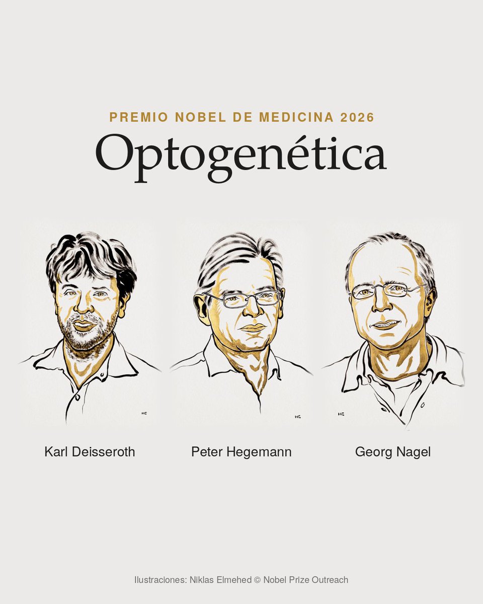 ManesF's tweet photo. Hace unos años, escribimos en el libro El cerebro del futuro sobre una técnica que parecía casi de ciencia ficción: la optogenética. Usar la luz para activar o inhibir grupos específicos de neuronas y así entender cómo los circuitos cerebrales participan en nuestras conductas, emociones y recuerdos. Hoy, Karl Deisseroth, Peter Hegemann y Georg Nagel, pioneros de este campo, reciben el Premio Nobel de Medicina. 

En el libro contábamos algo que sigue siendo una gran lección: parte de esta revolución nació de investigar cómo ciertas algas responden a la luz. Ciencia básica que, en ese momento, difícilmente permitía imaginar hasta dónde podía llegar. Por eso la ciencia básica es tan importante. Investigar sin saber de antemano cuál será la aplicación puede terminar cambiando nuestra comprensión del cerebro y, con el tiempo, la manera de tratar enfermedades. La ciencia transforma el futuro mucho antes de que podamos verlo.