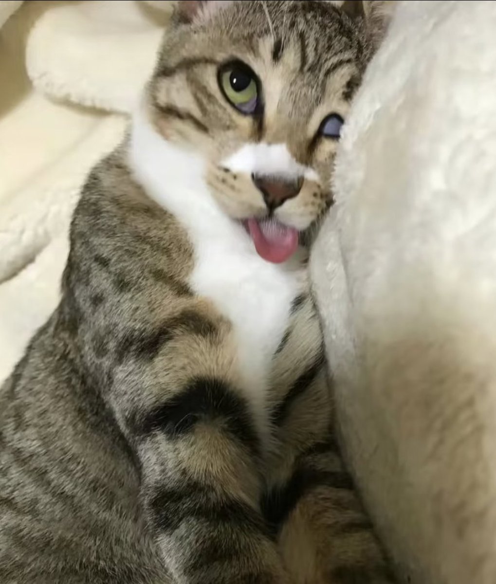 wql1035493's tweet photo. 可爱小猫咪

#丑橘 https://t.co/xz0d7E1aeG
