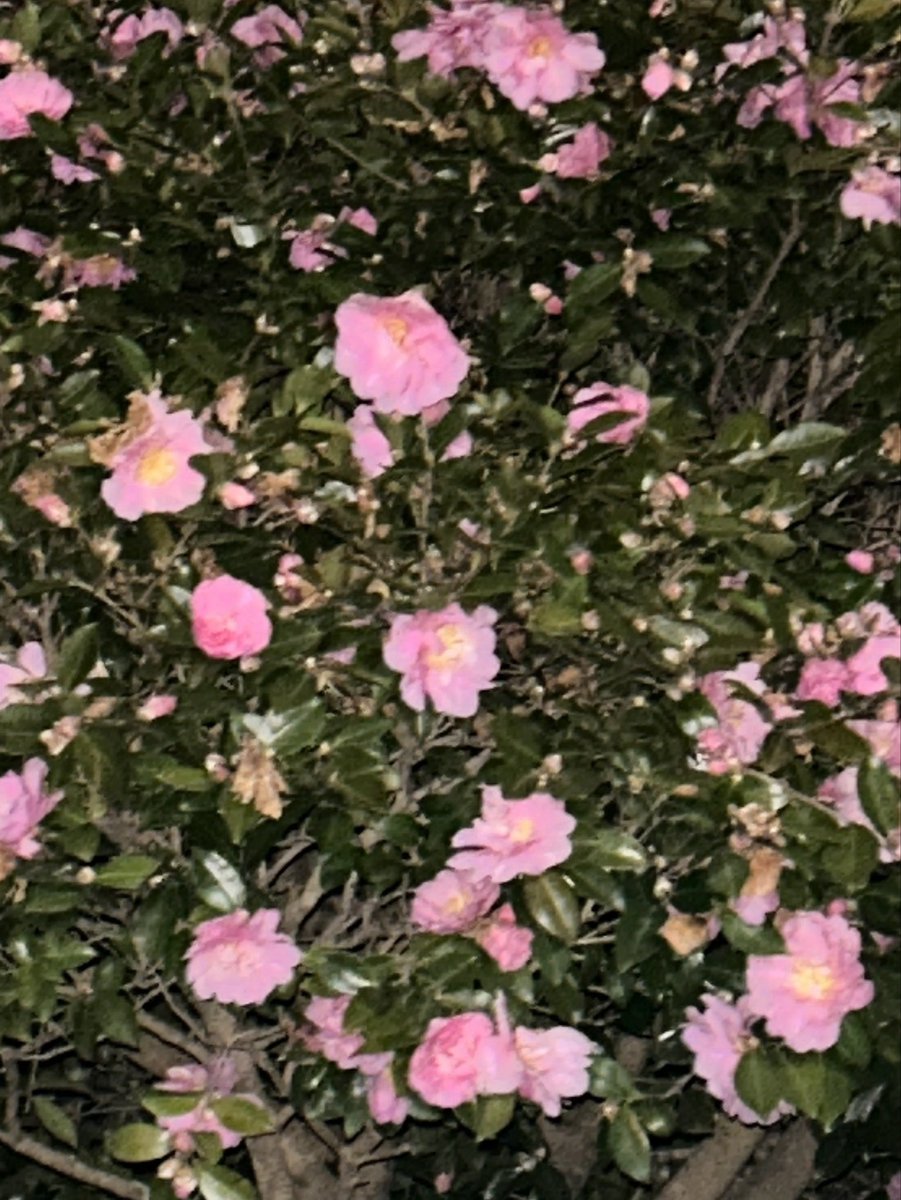 sakurazaka46's tweet photo. 大園玲がブログを更新しました！🌸
https://t.co/0Dyf0UCWP3
ぜひご覧ください！
#櫻坂46 #大園玲 https://t.co/6tlgD7A7m1