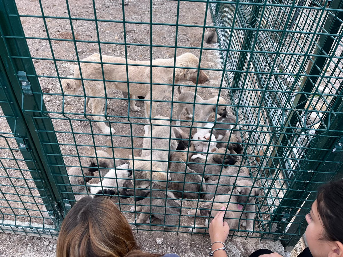 nevsehirsimya's tweet photo. 🐾 Sevgi Paylaştıkça Çoğalır! 🐾

Nevşehir Simya Koleji olarak 4 Ekim Hayvanları Koruma Günü kapsamında öğrencilerimizle birlikte Kapadokya İl Özel İdare ve Belediyeler Birliği Başkanlığına bağlı hayvan barınağını ziyaret ettik. 🐶🐱💚 https://t.co/sHTTJwl6OM