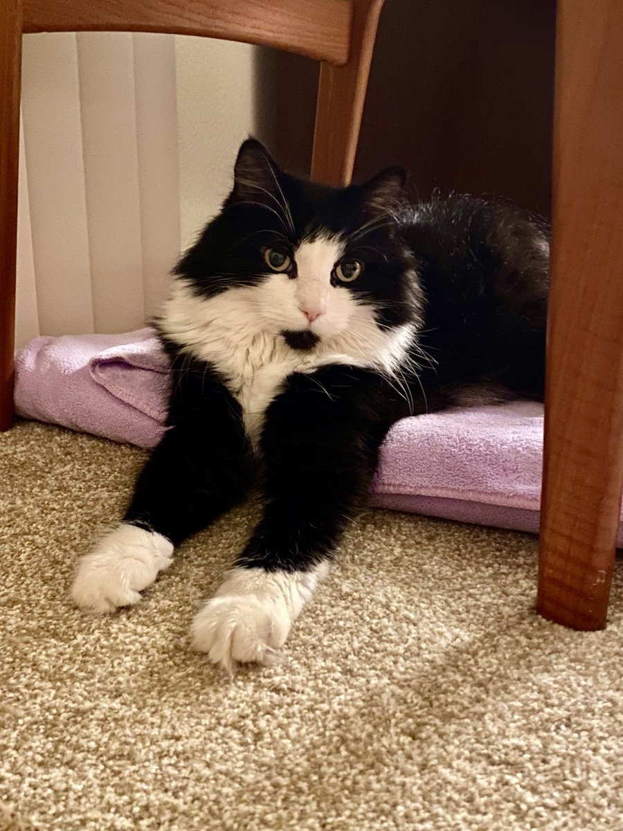 MemeCat99014509's tweet photo. ๐พThe Kitty Loaf Monday Special Iโve
baked today is two deelish Tuxedo
breadsticks for you furrends.๐พ
Enjoy!๐๐โโฌ ๐ค๐ค๐ฅ๐ฅ
๐พ๐ค๐ค~๐ฉโ๐ณ Sally
#KittyLoafMonday #CatsOfX #CatsOfTwitter #Hedgewatch #AnimalLover #PetsOfX #Cats https://t.co/1ibSV9Cd0q