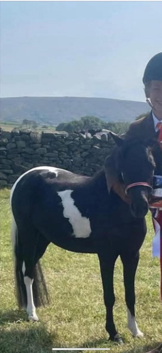 MissingPetsGB's tweet photo. PLEASE SHARE! 

DORI IS MISSING A YEAR TODAY😭

💔 £1,000 REWARD FOR DORY’S SAFE RETURN

Beloved miniature pony DORY was stolen from her field in #Rochdale, #OL16 on 6 October 2025

⚠️ SHE IS STILL MISSING. PLEASE DON’T STOP SHARING.

Dory is very small &amp; is dearly loved https://t.co/2wxD7D0JuK