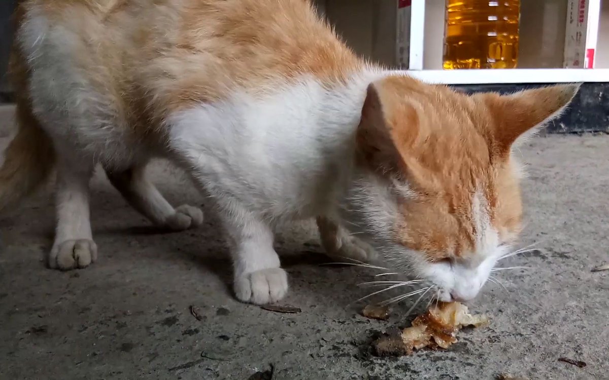 MrYaki4's tweet photo. [Grab, tear, She (a friendly neighborhood cat) steals a snack!]， https://t.co/Jfce4iJWWL