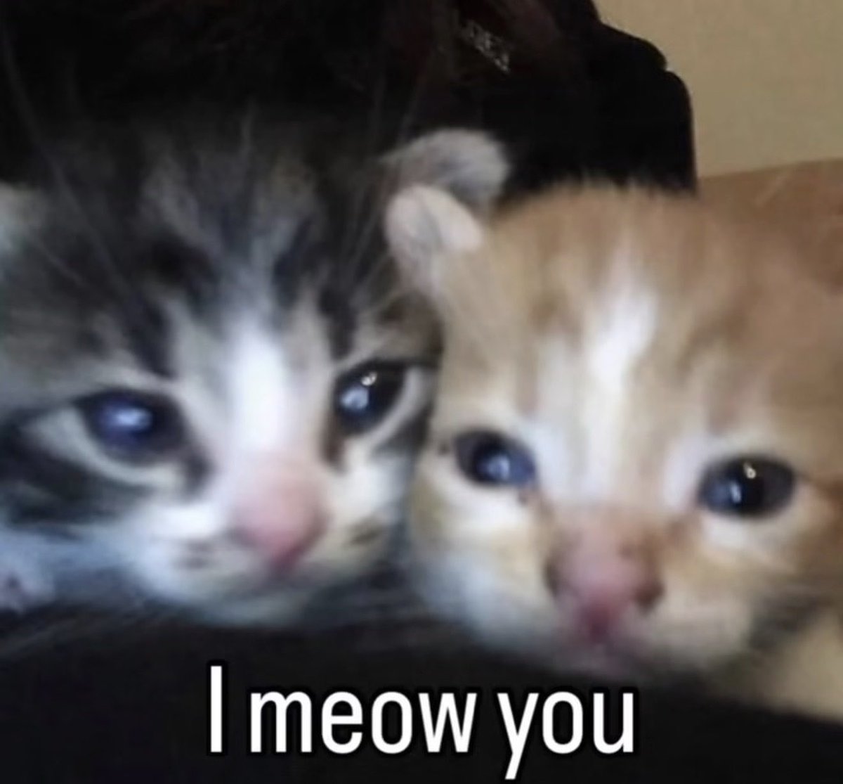 fruitpibble's tweet photo. i meow you https://t.co/wvl1FVt1SA