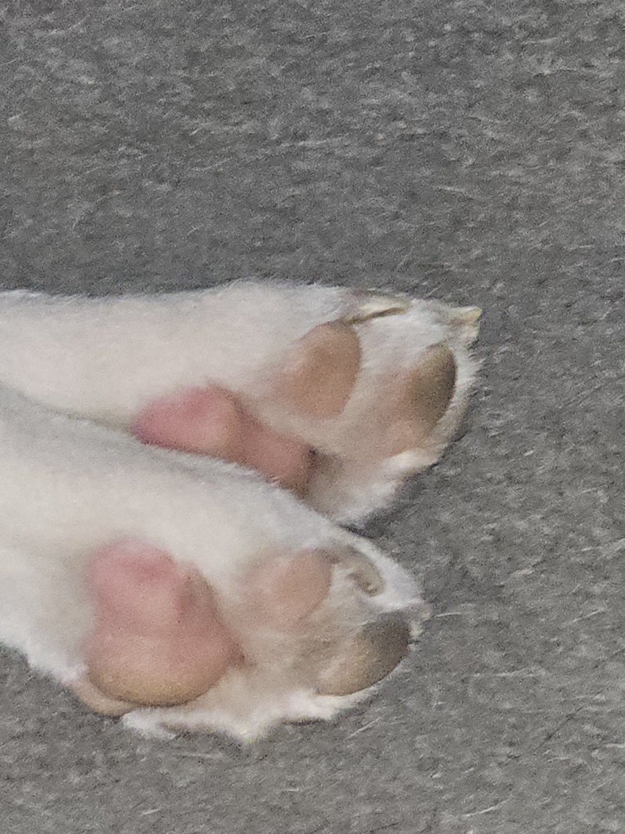 Legomyegolas's tweet photo. @FloraLuzz_ Here are some precious puppy toe beans to make everyone's day better 🖤 https://t.co/R0NUPM2w6Q
