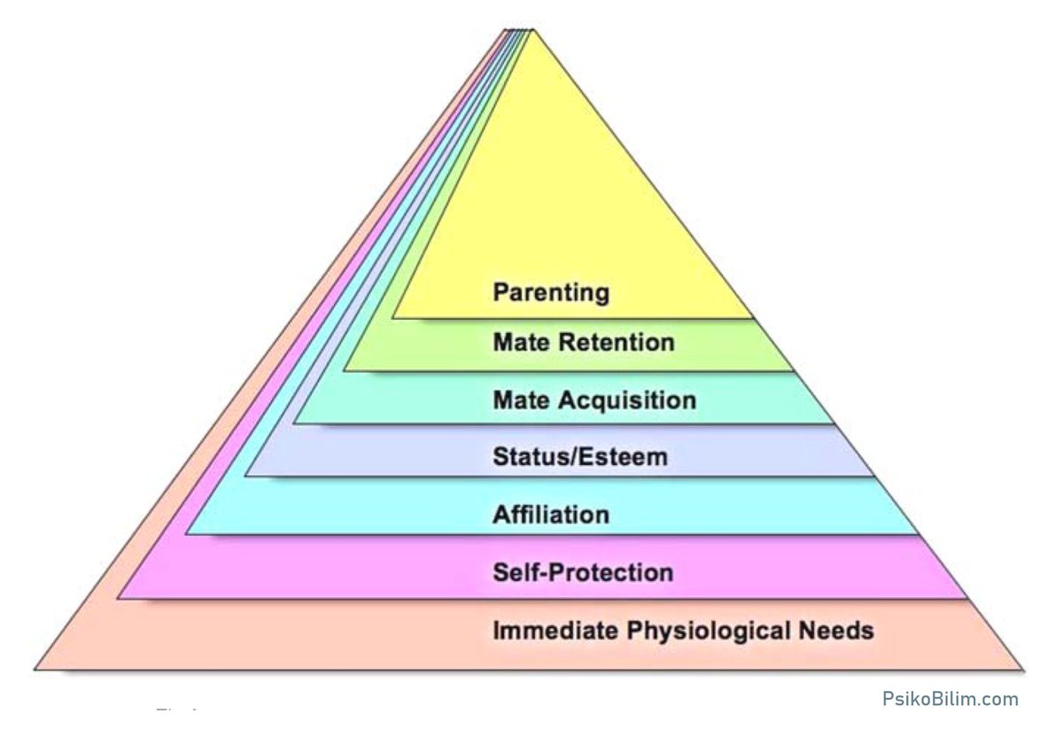 Psikobilim_'s tweet photo. Maslow'un ihtiyaçlar piramidi evrimsel açıdan yeniden yorumlandı ve en üst basamakta "kendini gerçekleştirme" değil eş bulma, eşi elinde tutma ve ebeveynlik olması gerektiği önerildi. https://t.co/7NJO7E1Scz